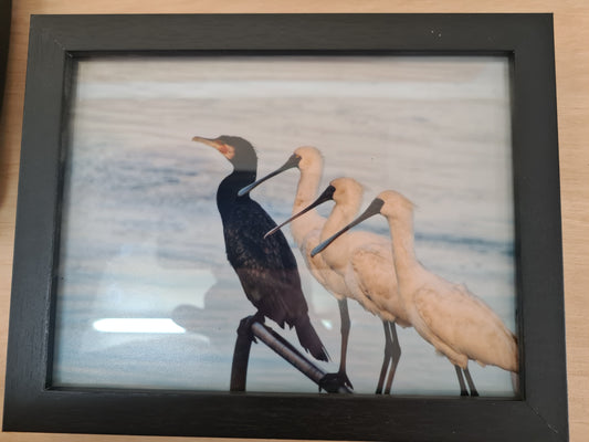 Spoonbills & Cormorant