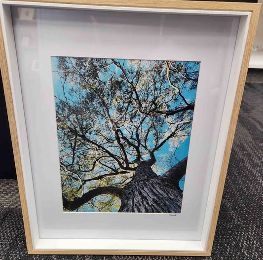 Tree Hug #1