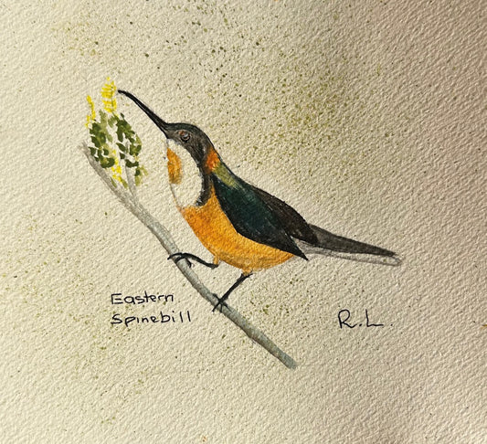 Eastern Spinebill
