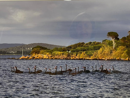 Black Swans Swimming