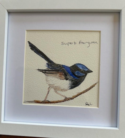Superb Fairy Wren