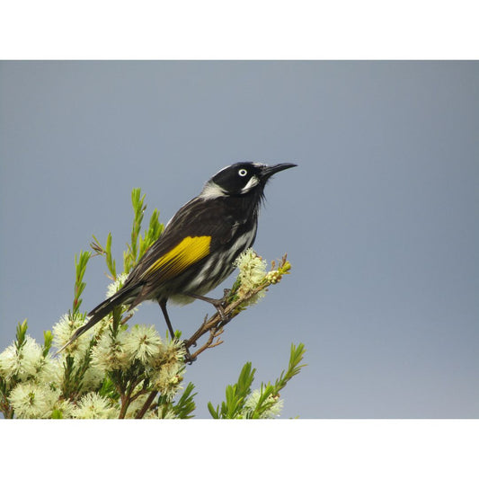 Honey Eater Postcard