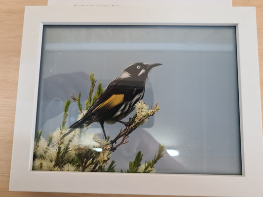 Honey Eater Print