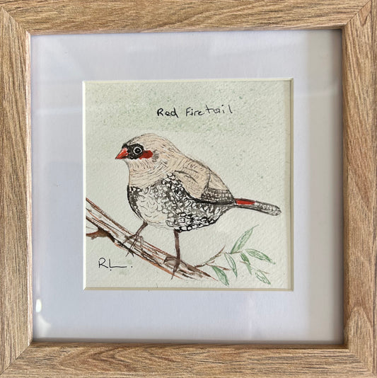 Red Firetail #2