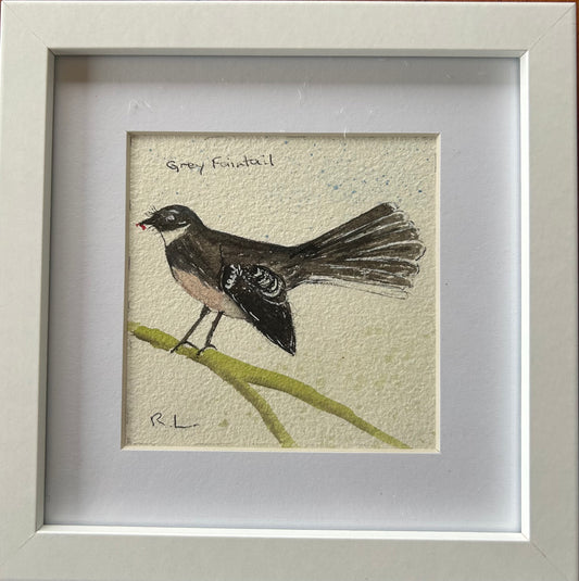 Grey Fantail