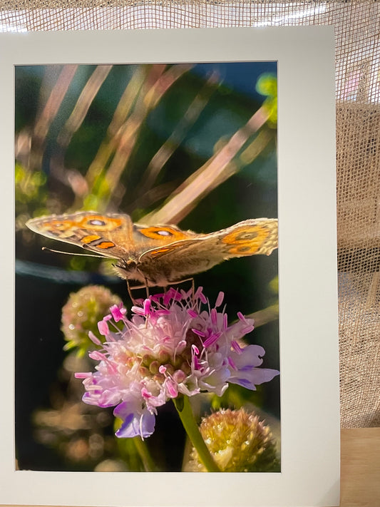 Summer Butterfly