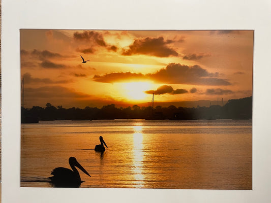 Pelicans at Sunset
