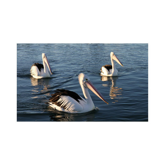 Framed Pod of Pelicans