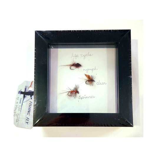 Framed Life Cycle of Mayfly