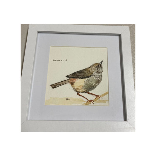 Thornbill