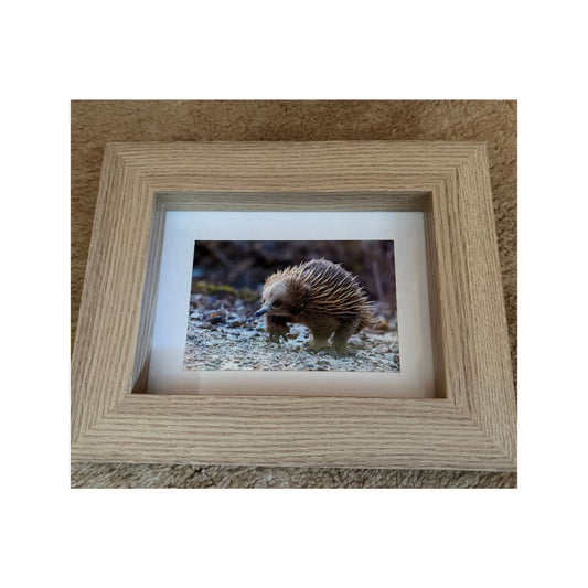Echidna