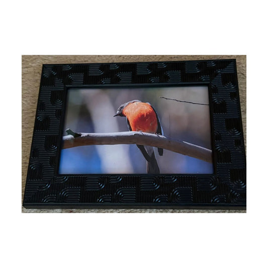 Flame Robin