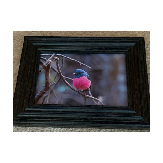 Pink Robin