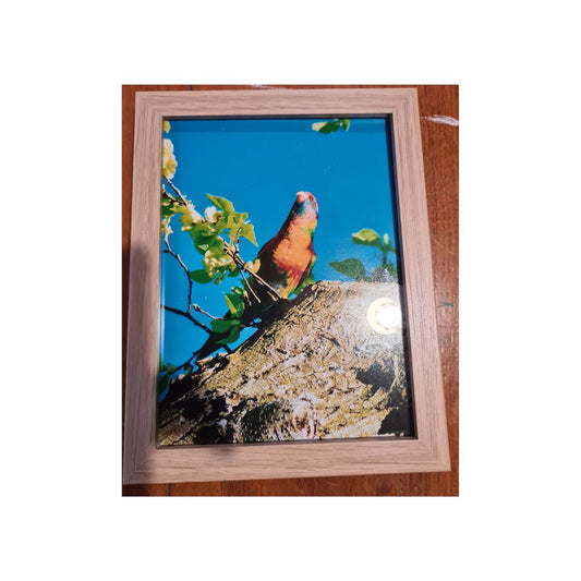 Lorikeet