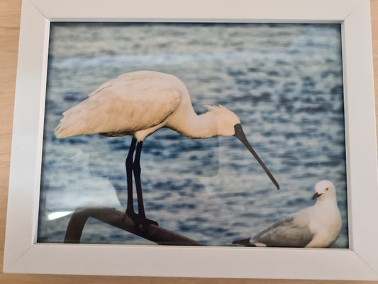 White Spoonbill