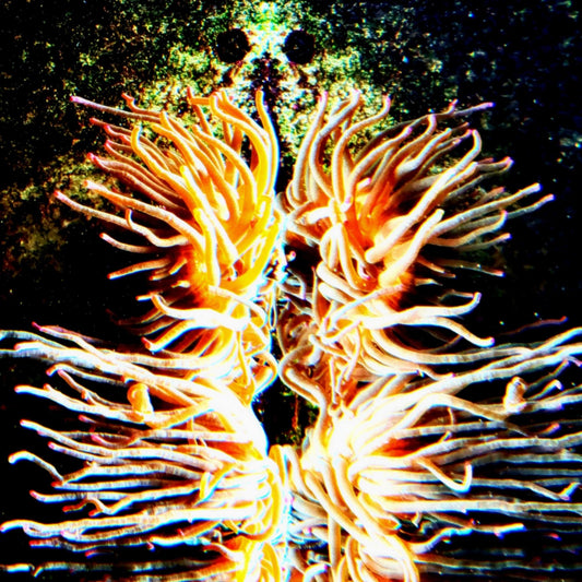 Sea Anemone print