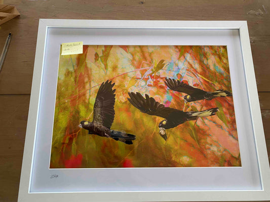 Black Cockatoos on Red Background A3