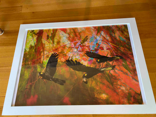 Black Cockatoos on Red Background A1