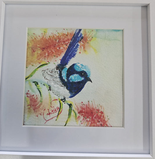 Tasmanian Superb Fairy Wren